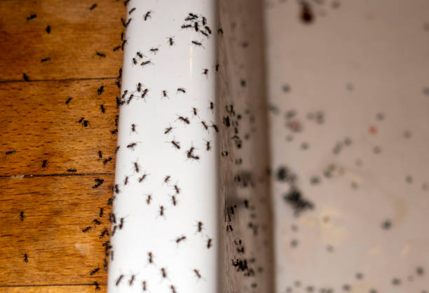 Best Pest Prevention Services  in Helena West Side, MT