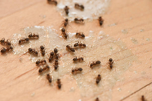 Best Best Pest Control Companies  in Helena West Side, MT