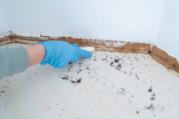 Best Residential Pest Control  in Helena West Side, MT